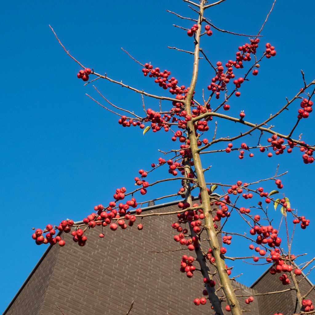 red berries