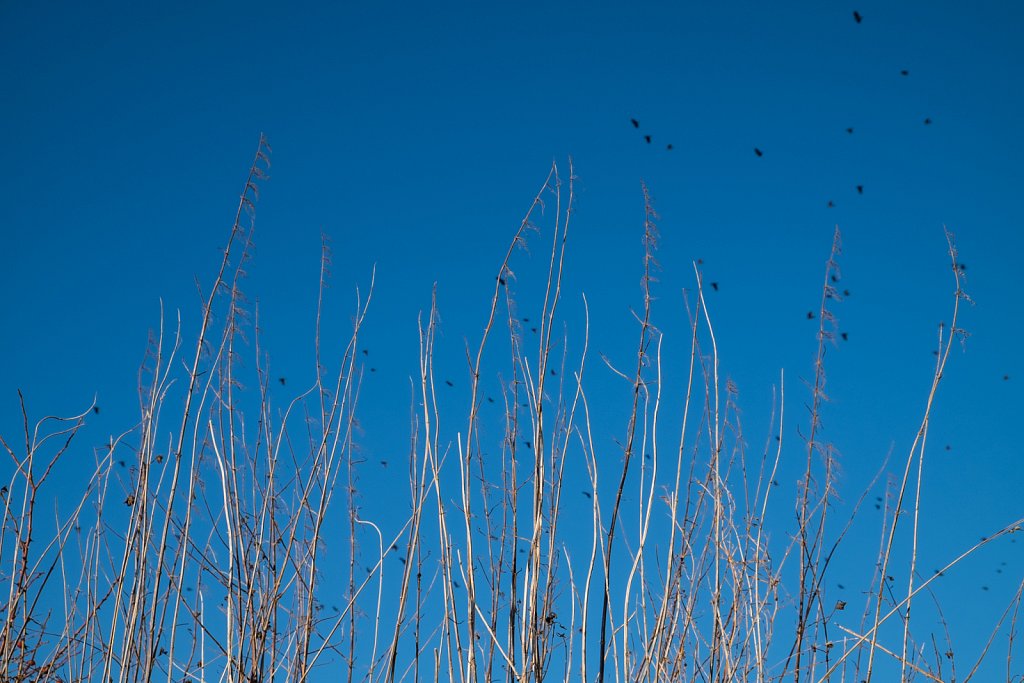 winter sky